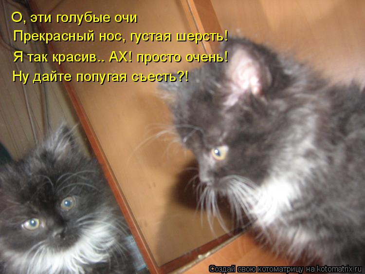 Котоматрица: О, эти голубые очи Прекрасный нос, густая шерсть! Я так красив.. АХ! просто очень! Ну дайте попугая съесть?!