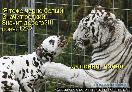 Котоматрица: Я тоже черно белый!  Значит редкий!  Значит дорогой!!! понял!??? да понял, понял