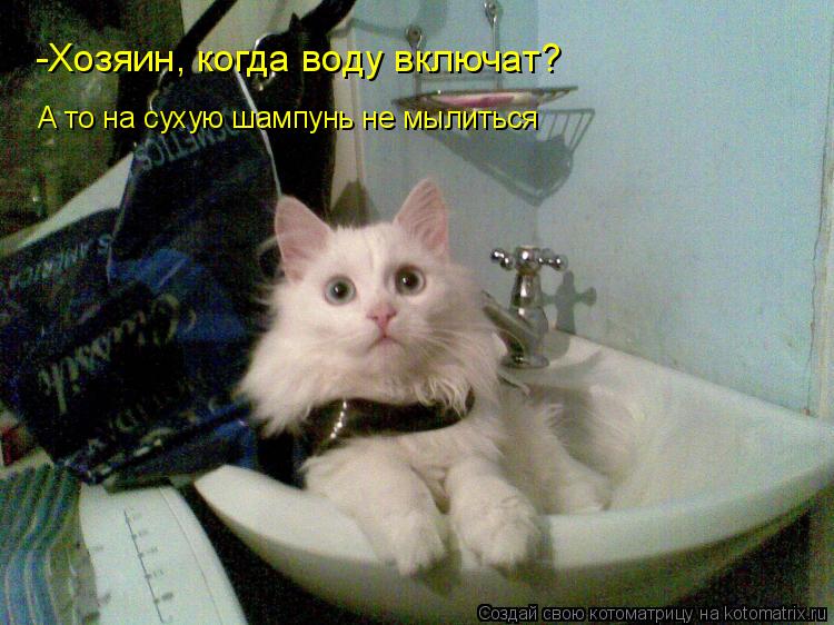 Котоматрица: А то на сухую шампунь не мылиться -Хозяин, когда воду включат?