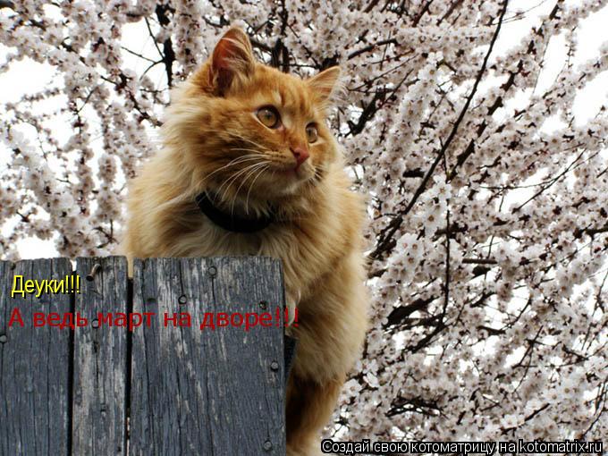 Котоматрица: Деуки!!!  А ведь март на дворе!!!