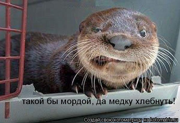 Котоматрица: такой бы мордой, да медку хлебнуть!