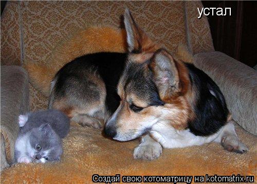 Котоматрица: устал