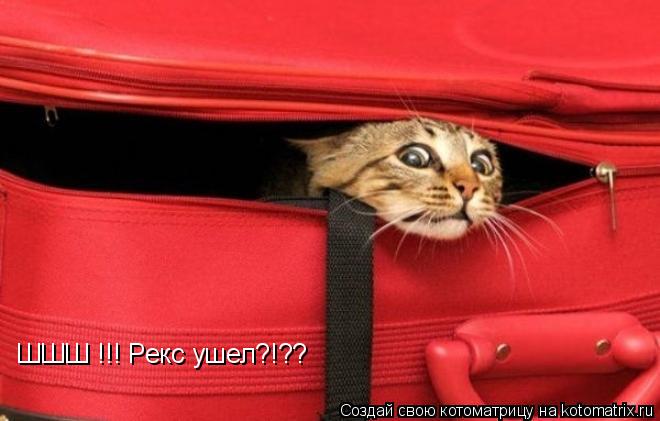 Котоматрица: ШШШ !!! Рекс ушел?!??