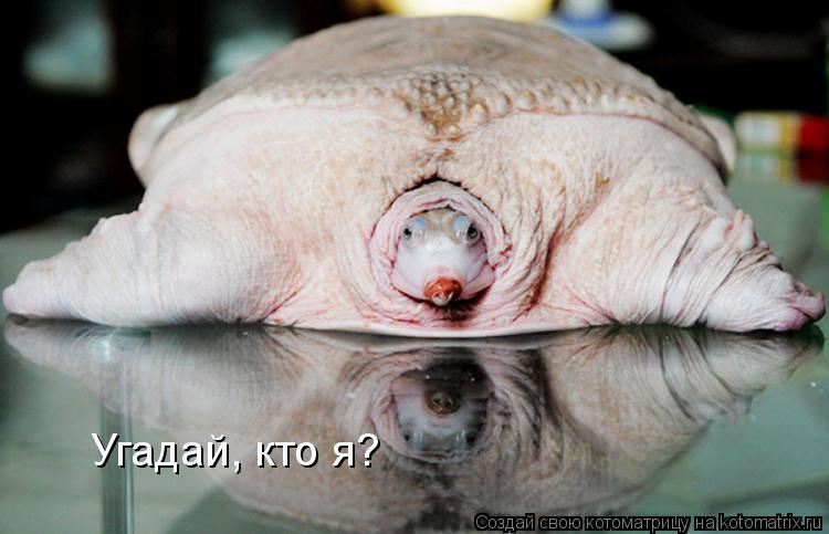 Угадай, кто я?... Котоматрица: Угадай, кто я?