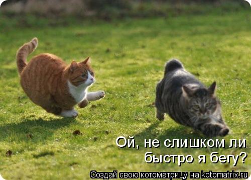 Ой, не слишком ли быстро я бегу?... Котоматрица: Ой, не слишком ли быстро я бегу?