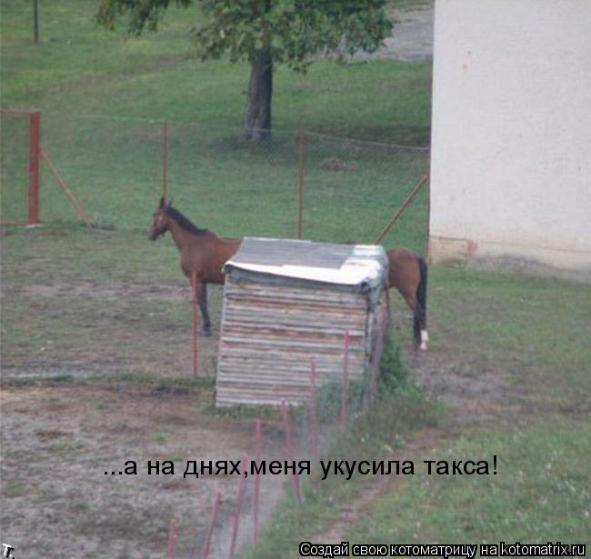 ...а на днях,меня укусила такса!... Котоматрица: ...а на днях,меня укусила такса!
