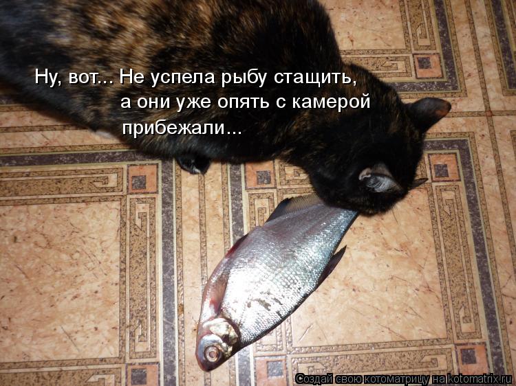 Ну, вот... Не успела рыбу стащить, а они уже опять с камерой прибежали...... Котоматрица: Ну, вот... Не успела рыбу стащить, а они уже опять с камерой прибежали...