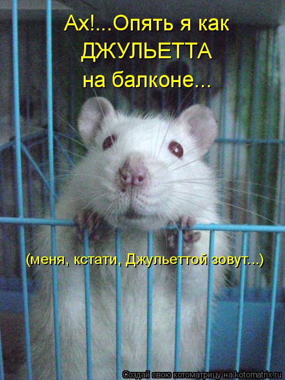 Ах!...Опять я как ДЖУЛЬЕТТА на балконе... (меня, кстати, Джульеттой зовут...)... Котоматрица: Ах!...Опять я как ДЖУЛЬЕТТА на балконе... (меня, кстати, Джульеттой зовут...)