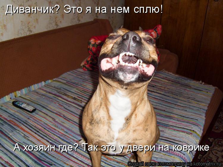 Котоматрица: Диванчик? Это я на нем сплю!  А хозяин где? Так это у двери на коврике