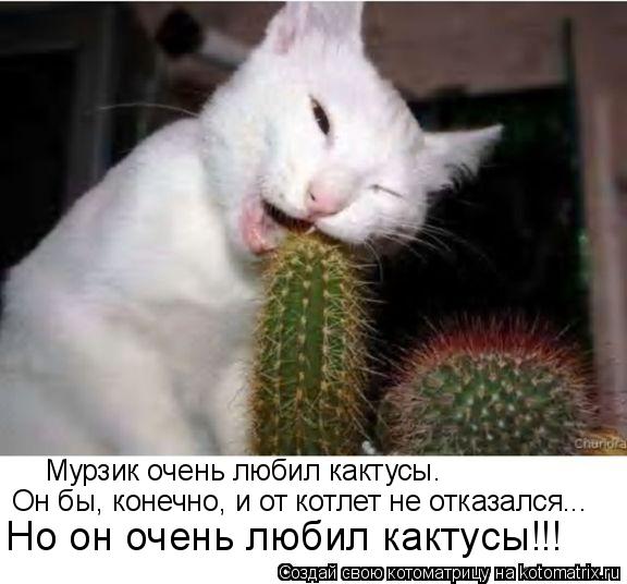 Мурзик очень любил кактусы. Он бы, конечно, и от котлет не отказался... Но он очень любил кактусы!!!... Котоматрица: Мурзик очень любил кактусы. Он бы, конечно, и от котлет не отказался... Но он очень любил кактусы!!!
