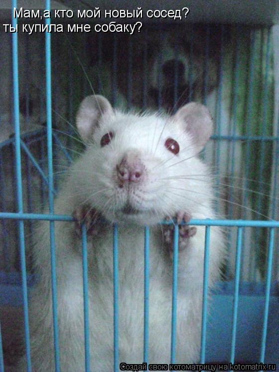 Котоматрица: Мам,а кто мой новый сосед?  ты купила мне собаку?