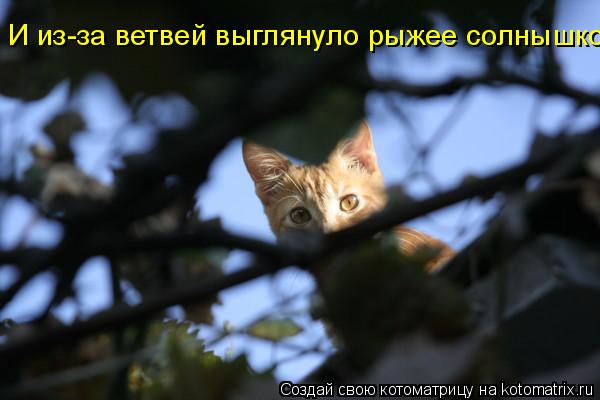Котоматрица: И из-за ветвей выглянуло рыжее солнышко