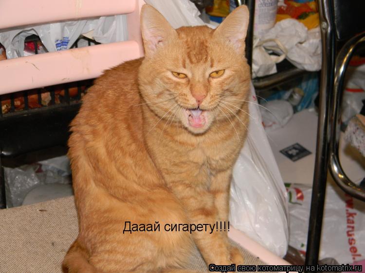 Котоматрица: Дааай сигарету!!!!