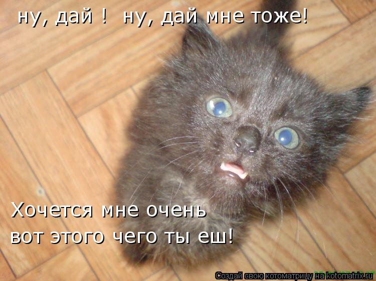Котоматрица: ну, дай !  ну, дай мне тоже! Хочется мне очень вот этого чего ты еш!