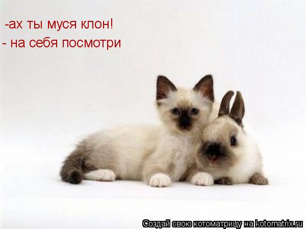 -ах ты муся клон! - на себя посмотри... Котоматрица: -ах ты муся клон! - на себя посмотри