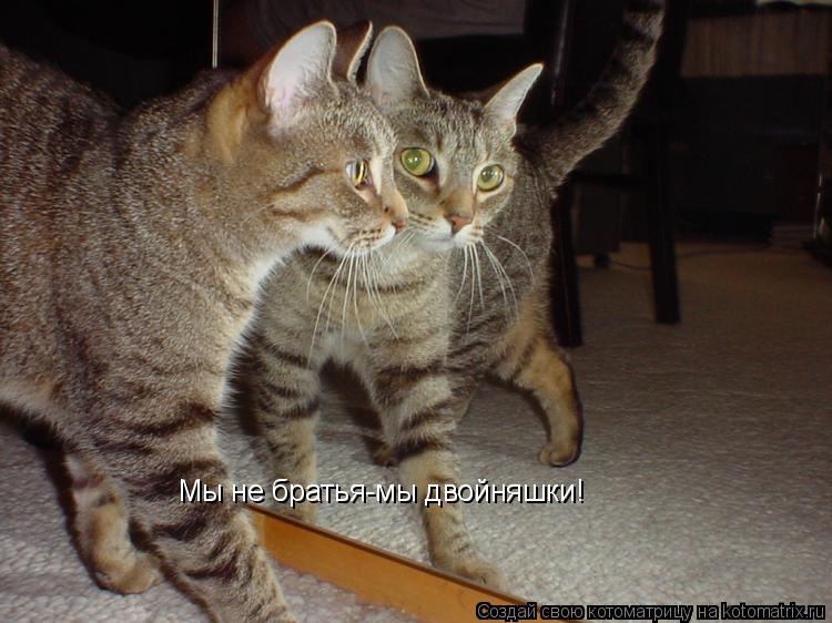 Мы не братья-мы двойняшки! Мы не братья-мы двойняшки!... Котоматрица: Мы не братья-мы двойняшки! Мы не братья-мы двойняшки!