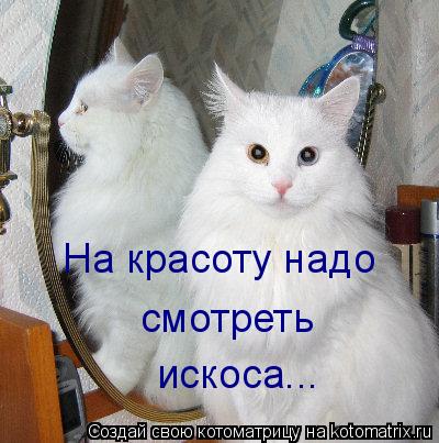 На красоту надо смотреть искоса...... Котоматрица: На красоту надо смотреть искоса...
