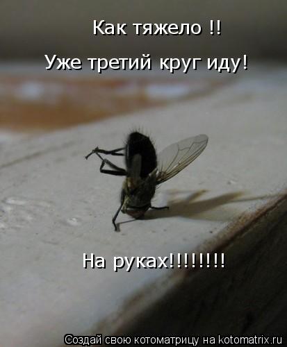 Как тяжело !! Уже третий круг иду! На руках!!!!!!!!... Котоматрица: Как тяжело !! Уже третий круг иду! На руках!!!!!!!!