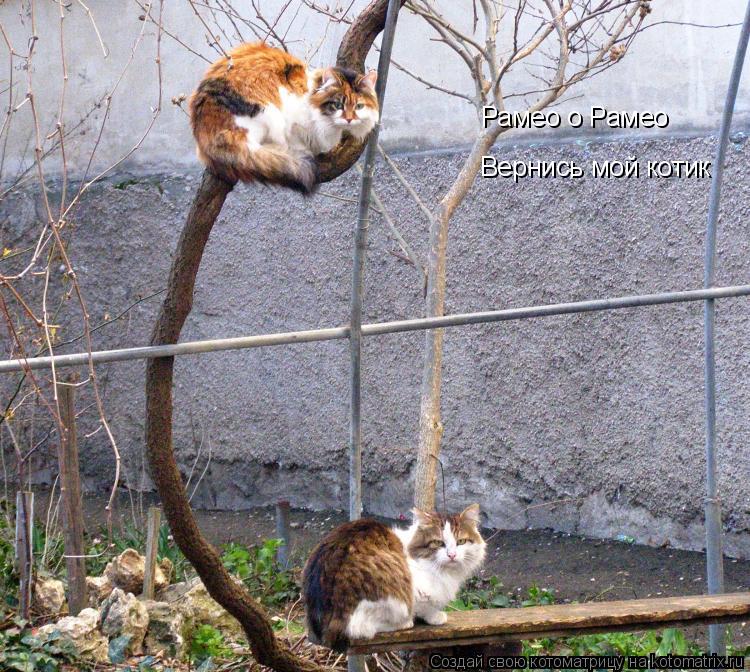 Рамео о Рамео Вернись мой котик... Котоматрица: Рамео о Рамео Вернись мой котик