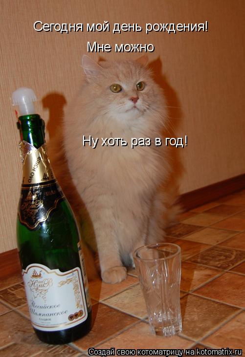 Сегодня мой день рождения! Мне можно Ну хоть раз в год!... Котоматрица: Сегодня мой день рождения! Мне можно Ну хоть раз в год!