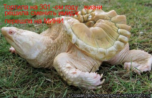Тортила на 301 -ом году жизни решила сменить имидж перешла на МИНИ... Котоматрица: Тортила на 301 -ом году жизни решила сменить имидж перешла на МИНИ