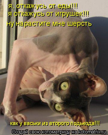 я, откажусь от еды!!! я откажусь от игрушек!!! ну нарастите мне шерсть как у васьки из второго подье... Котоматрица: я, откажусь от еды!!! я откажусь от игрушек!!! ну нарастите мне шерсть как у васьки из второго подьезда!!!