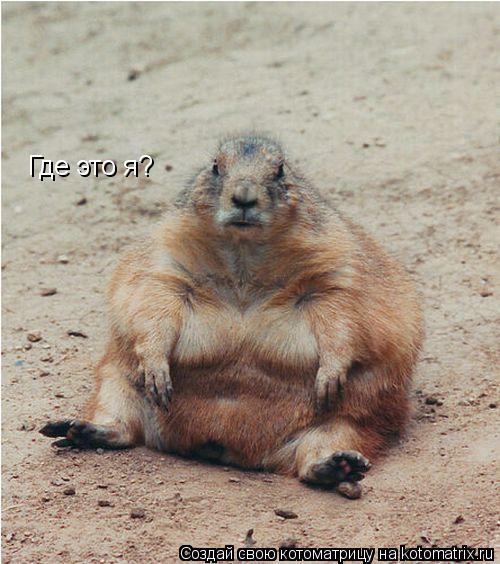 Где это я?... Котоматрица: Где это я?