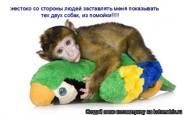жестоко со стороны людей заставлять меня показывать тех двух собак, из помойки!!!!... Котоматрица: жестоко со стороны людей заставлять меня показывать тех двух собак, из помойки!!!!