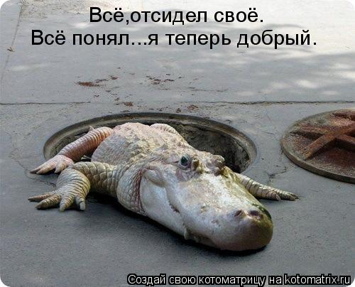 Всё,отсидел своё. Всё понял...я теперь добрый.... Котоматрица: Всё,отсидел своё. Всё понял...я теперь добрый.