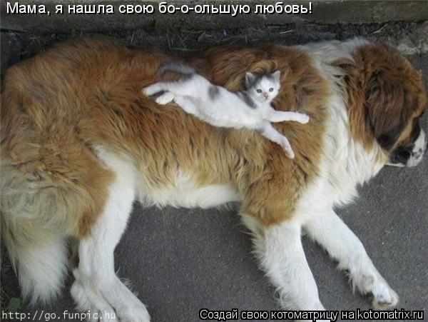 Мама, я нашла свою бо-о-ольшую любовь!... Котоматрица: Мама, я нашла свою бо-о-ольшую любовь!