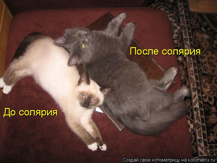 Котоматрица: До солярия После солярия
