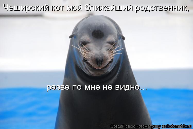 Чеширский кот мой ближайший родственник, разве по мне не видно...... Котоматрица: Чеширский кот мой ближайший родственник, разве по мне не видно...