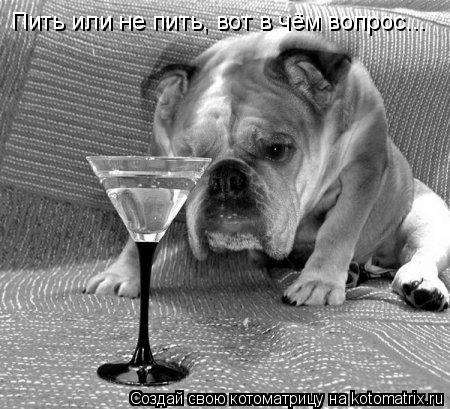 Пить или не пить, вот в чём вопрос...... Котоматрица: Пить или не пить, вот в чём вопрос...