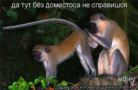 да тут без доместоса не справишся sidjey... Котоматрица: да тут без доместоса не справишся sidjey