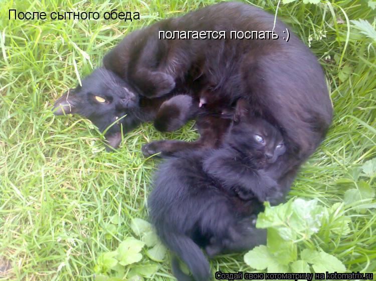 После сытного обеда полагается поспать :)... Котоматрица: После сытного обеда полагается поспать :)