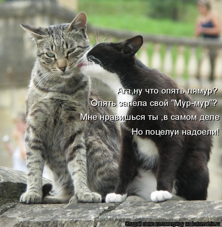 Ага,ну что опять лямур? Опять запела свой "Мур-мур"? Мне нравишься ты ,в самом деле Но поцелуи надоел... Котоматрица: Ага,ну что опять лямур? Опять запела свой "Мур-мур"? Мне нравишься ты ,в самом деле Но поцелуи надоели!