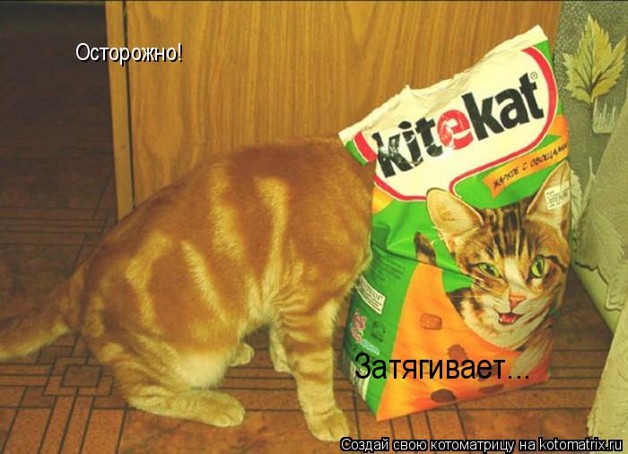 Осторожно! Затягивает...... Котоматрица: Осторожно! Затягивает...