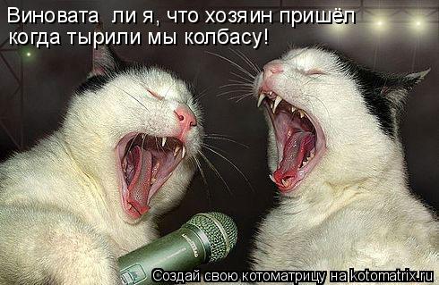 когда тырили мы колбасу! Виновата ли я, что хозяин пришёл... Котоматрица: когда тырили мы колбасу! Виновата ли я, что хозяин пришёл