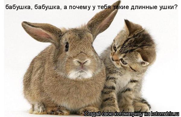 бабушка, бабушка, а почему у тебя такие длинные ушки?... Котоматрица: бабушка, бабушка, а почему у тебя такие длинные ушки?