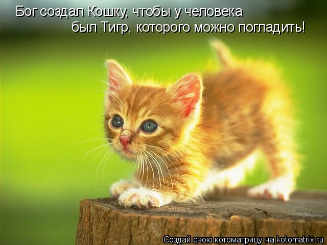Бог создал Кошку, чтобы у человека был Тигр, которого можно погладить!... Котоматрица: Бог создал Кошку, чтобы у человека был Тигр, которого можно погладить!