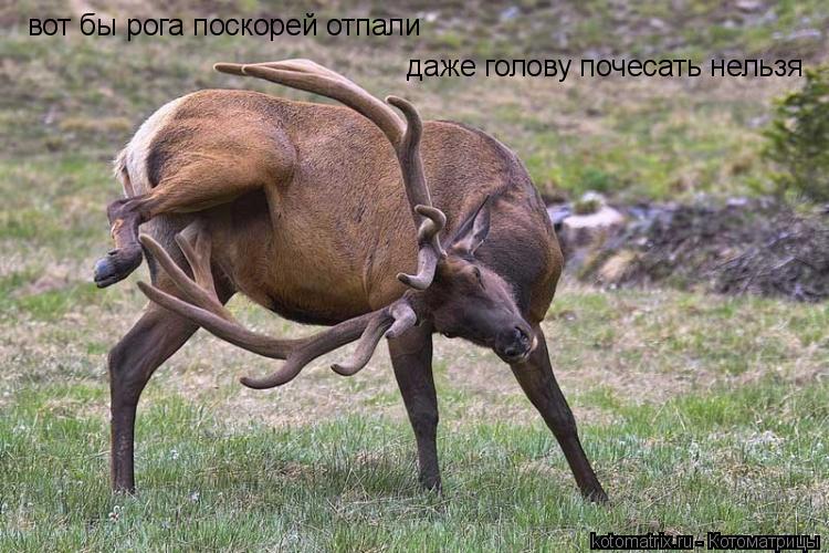 вот бы рога поскорей отпали даже голову почесать нельзя... Котоматрица: вот бы рога поскорей отпали даже голову почесать нельзя