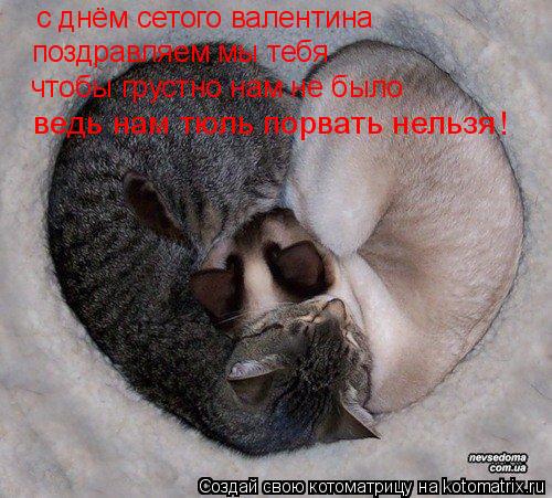 с днём сетого валентина поздравляем мы тебя чтобы грустно нам не было ведь нам тюль порвать нельзя !... Котоматрица: с днём сетого валентина поздравляем мы тебя чтобы грустно нам не было ведь нам тюль порвать нельзя !