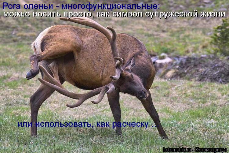 Рога оленьи - многофункциональные: можно носить просто, как символ супружеской жизни можно носить про... Котоматрица: Рога оленьи - многофункциональные: можно носить просто, как символ супружеской жизни можно носить просто, как символ супружеской жизни или