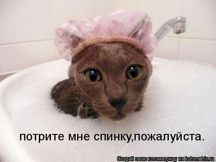 потрите мне спинку,пожалуйста.... Котоматрица: потрите мне спинку,пожалуйста.