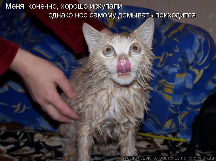 Меня, конечно, хорошо искупали, однако нос самому домывать приходится.... Котоматрица: Меня, конечно, хорошо искупали, однако нос самому домывать приходится.