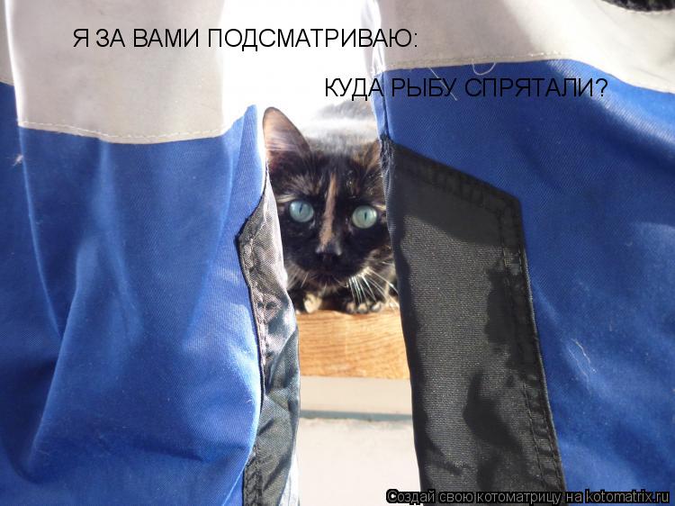 Котоматрица: КУДА РЫБУ СПРЯТАЛИ? Я ЗА ВАМИ ПОДСМАТРИВАЮ: