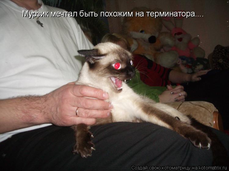 Мурзик мечтал быть похожим на терминатора....... Котоматрица: Мурзик мечтал быть похожим на терминатора....