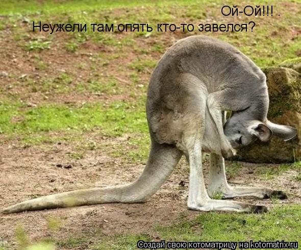 Ой-Ой!!! . Неужели там опять кто-то завелся?... Котоматрица: Ой-Ой!!! . Неужели там опять кто-то завелся?