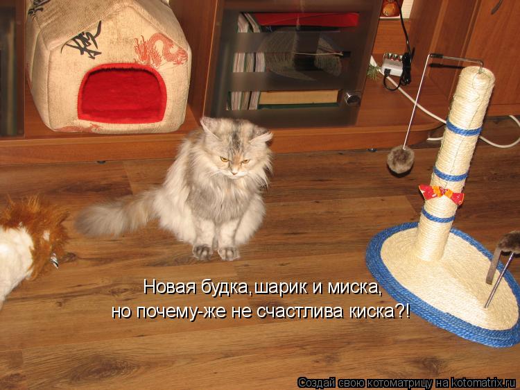 Новая будка,шарик и миска, но почему-же не счастлива киска?!... Котоматрица: Новая будка,шарик и миска, но почему-же не счастлива киска?!