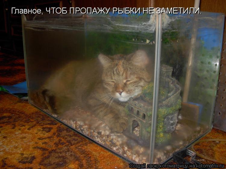 Главное, ЧТОБ ПРОПАЖУ РЫБКИ НЕ ЗАМЕТИЛИ.... Котоматрица: Главное, ЧТОБ ПРОПАЖУ РЫБКИ НЕ ЗАМЕТИЛИ.